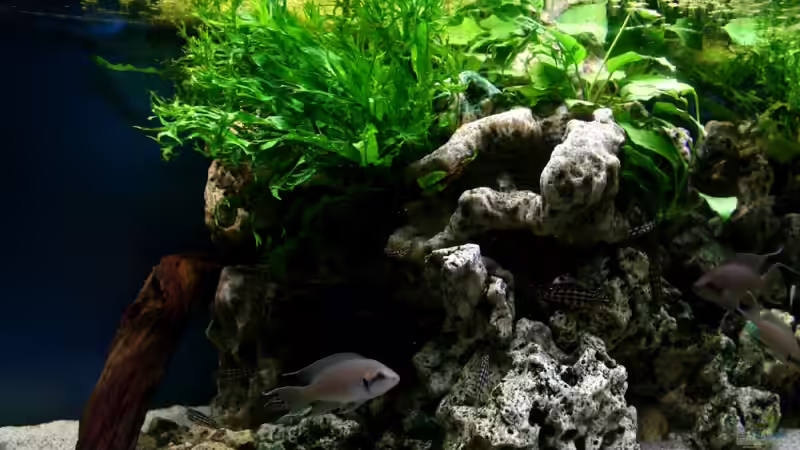 Dekoration im Aquarium The Wall von HeikoS (7)