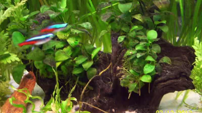 Dekoration im Aquarium Tierheim von kaktus-jones (34)