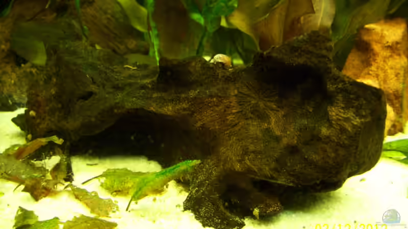 Dekoration im Aquarium Tierheim von kaktus-jones (35)