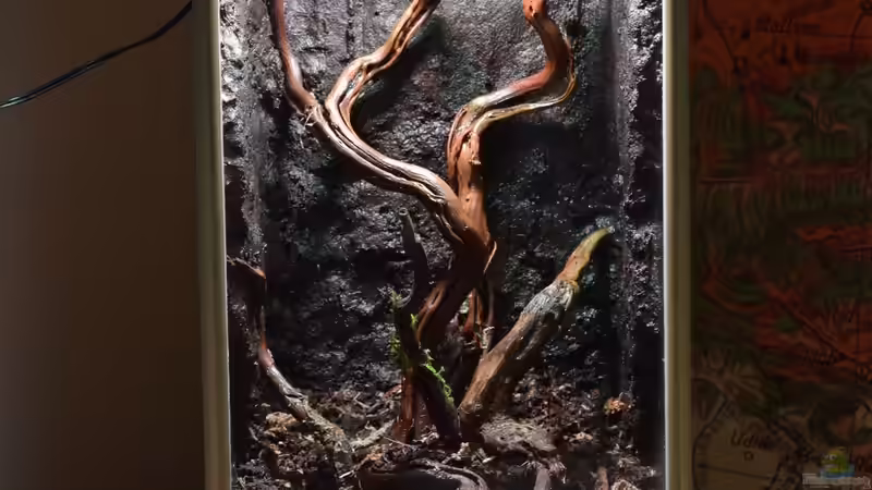 Dekoration im Aquarium Tiny Jungle von Junglist (13)