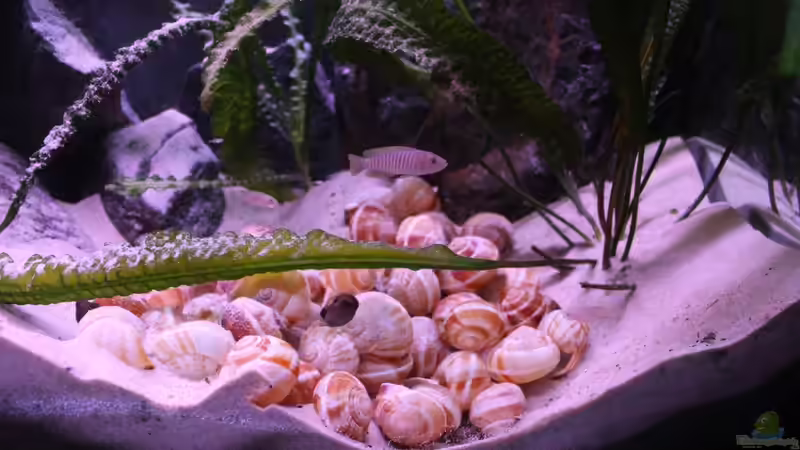 Dekoration im Aquarium Tomganjika von TomOP (5)