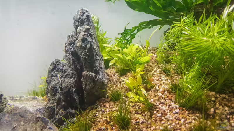 Dekoration im Aquarium Tommys&#039; Scape von TommyR (22)