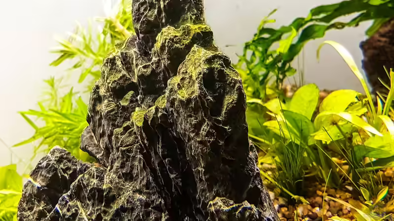 Dekoration im Aquarium Tommys&#039; Scape von TommyR (23)