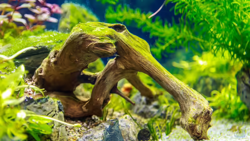 Dekoration im Aquarium Tommys&#039; Scape von TommyR (24)