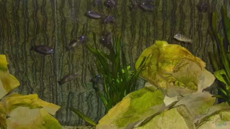 Dekoration im Aquarium Tom`s Tropheusbecken von Tom (10)