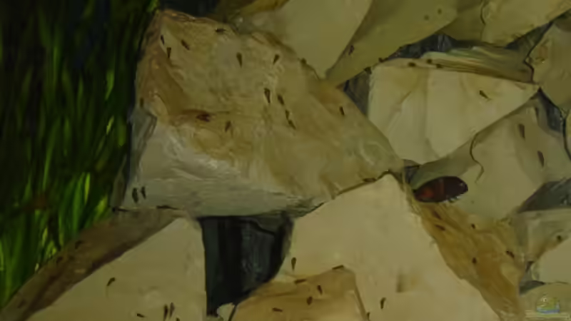 Dekoration im Aquarium Tom`s Tropheusbecken von Tom (7)