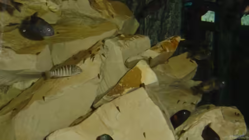 Dekoration im Aquarium Tom`s Tropheusbecken von Tom (8)