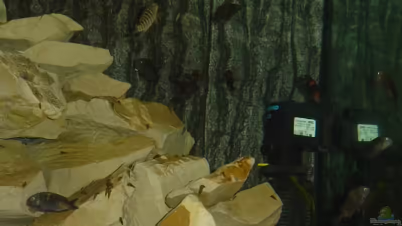 Dekoration im Aquarium Tom`s Tropheusbecken von Tom (9)