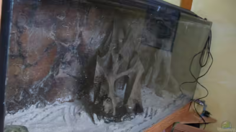 Dekoration im Aquarium Treppenhaus von Andrea (10)