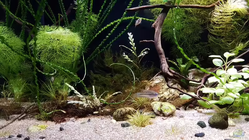 Dekoration im Aquarium Trichopsis pumila (Nur noch Beispiel) von YoshiMaus (19)