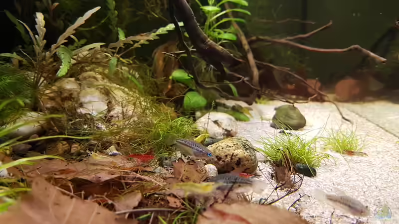 Dekoration im Aquarium Trichopsis pumila (Nur noch Beispiel) von YoshiMaus (20)