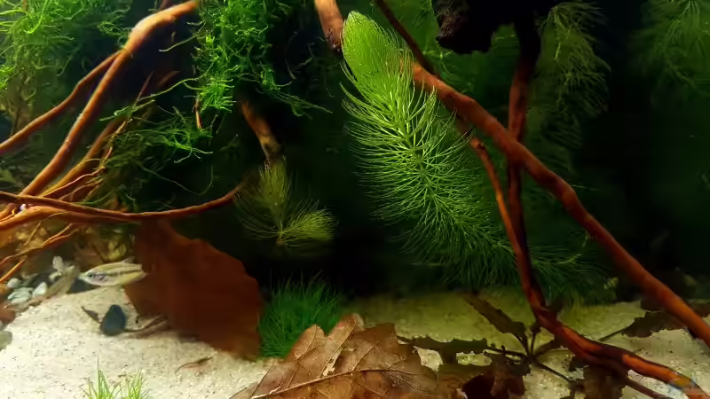 Dekoration im Aquarium Trichopsis pumila (Nur noch Beispiel) von YoshiMaus (22)