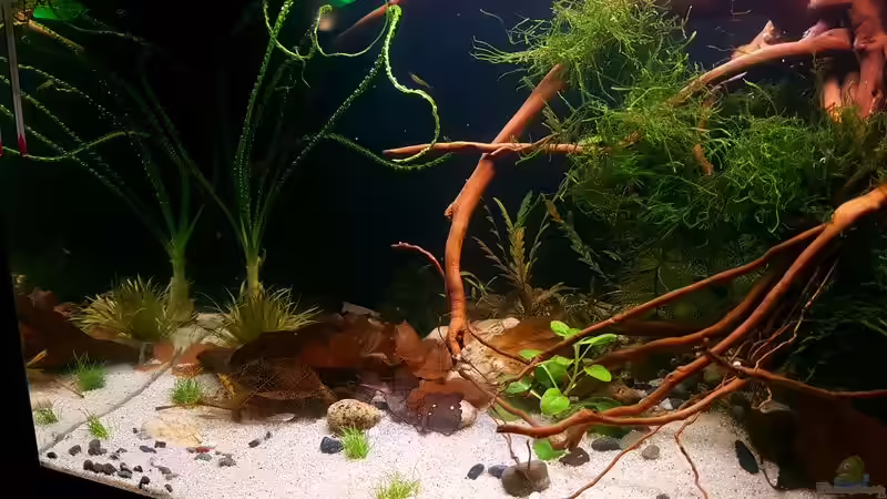 Dekoration im Aquarium Trichopsis pumila (Nur noch Beispiel) von YoshiMaus (23)