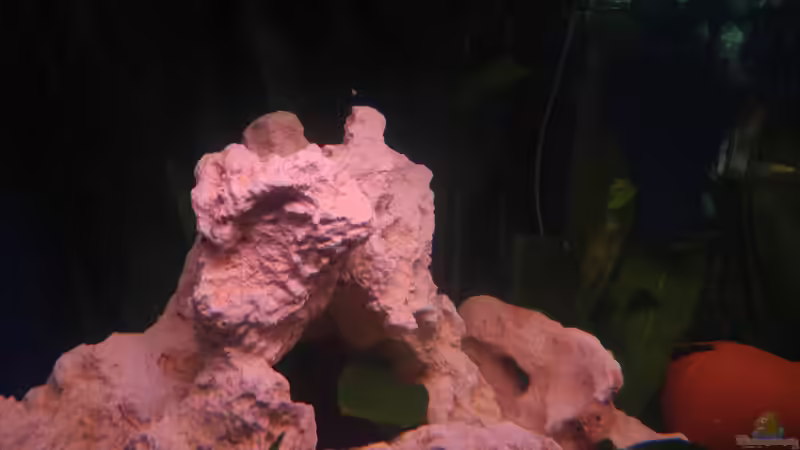 Dekoration im Aquarium Trigon 190 von Juwel von cervino10 (15)