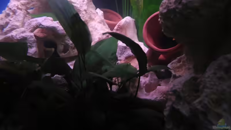 Dekoration im Aquarium Trigon 190 von Juwel von cervino10 (16)