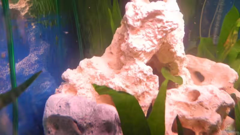 Dekoration im Aquarium Trigon 190 von Juwel von cervino10 (17)