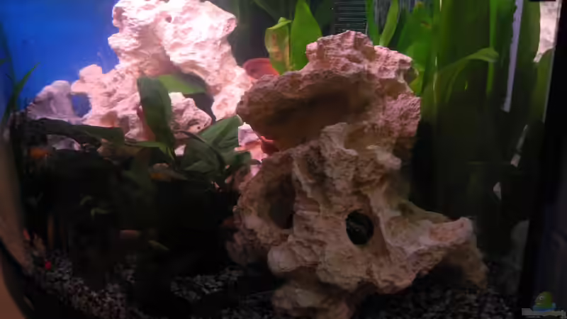 Dekoration im Aquarium Trigon 190 von Juwel von cervino10 (19)