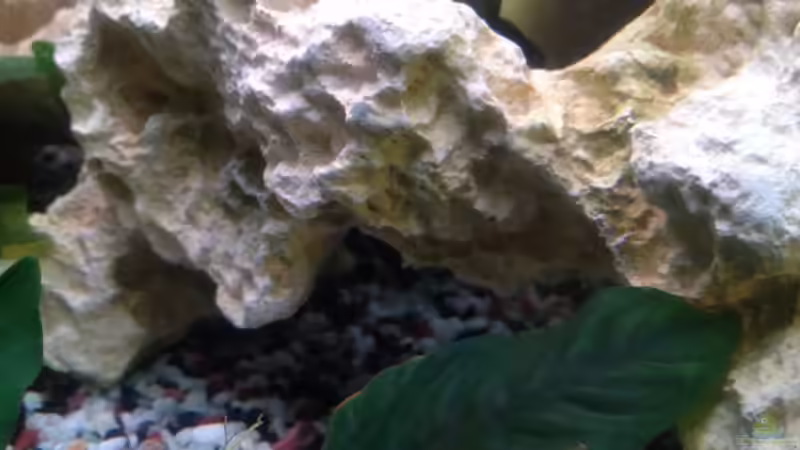 Dekoration im Aquarium Trigon 190 von Juwel von cervino10 (21)