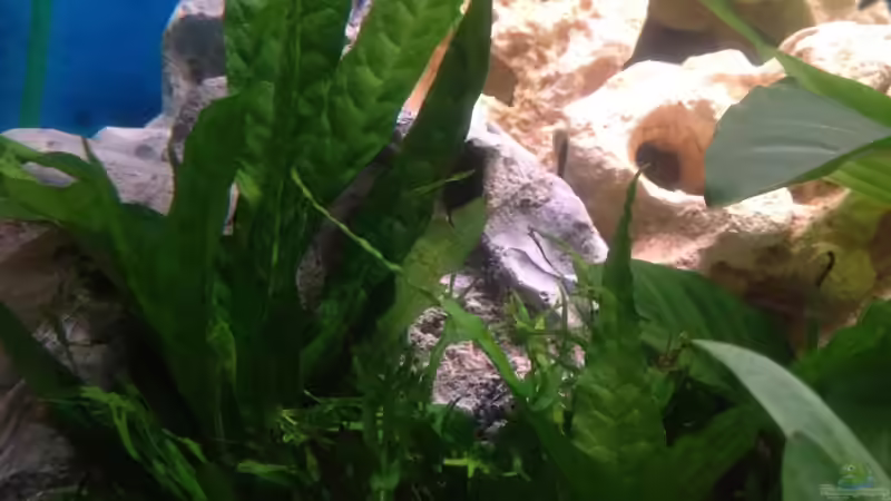 Dekoration im Aquarium Trigon 190 von Juwel von cervino10 (23)