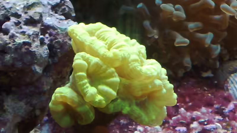 Dekoration im Aquarium Trigon 350 (ablösung durch Deltec- Becken) von Holgi K. (23)