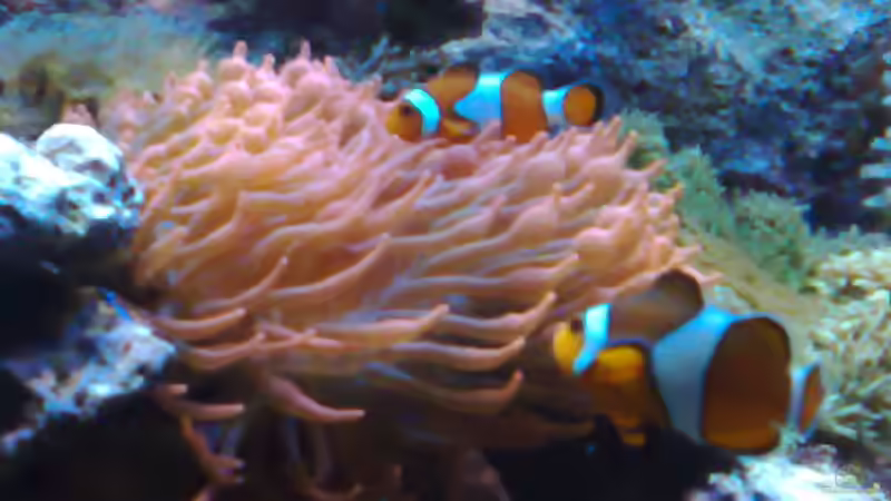 Dekoration im Aquarium Trigon 350 (ablösung durch Deltec- Becken) von Holgi K. (24)