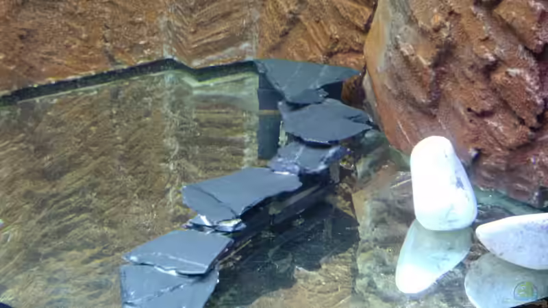 Dekoration im Aquarium Trigon 350 mit selbstgebauter Rückwand von Sanyarhu (8)