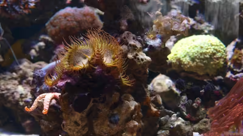 Dekoration im Aquarium Trigon 350 von Christian Holtkamp (20)