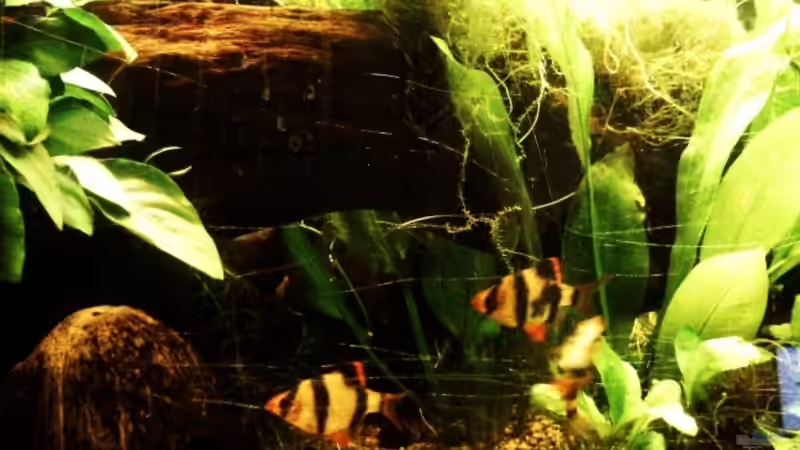 Dekoration im Aquarium Trockentauchen im Wohnzimmer ) von Babsi Aud (27)