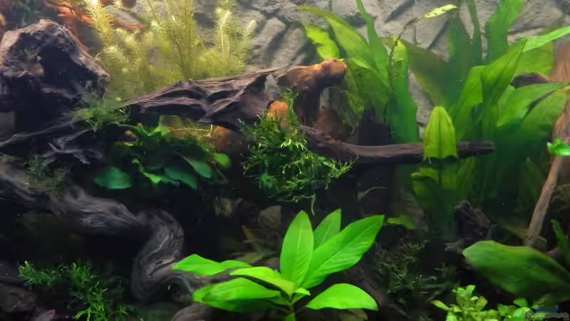 Dekoration im Aquarium Tropen in Mittelhessen (nur noch Beispiel) von Nick3 (11)