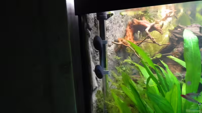 Dekoration im Aquarium Tropen in Mittelhessen (nur noch Beispiel) von Nick3 (15)