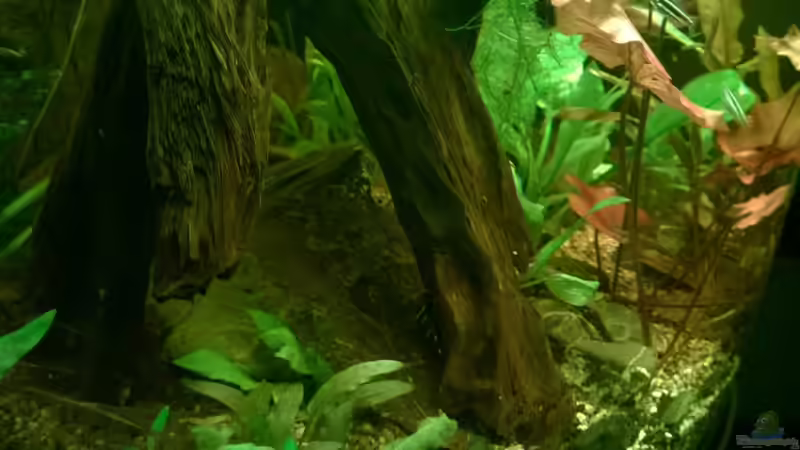 Dekoration im Aquarium Tropenfluss (aufgelöst) von Cello (8)