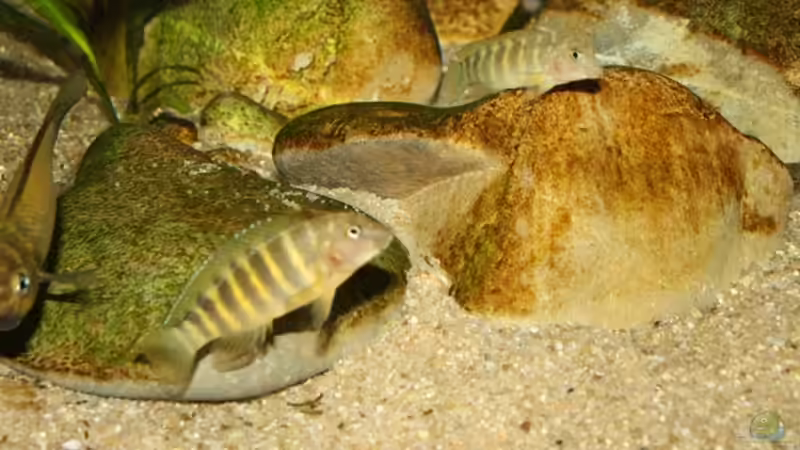 Dekoration im Aquarium Tropheus 1 (nur noch als Beispiel) von Maclya (3)