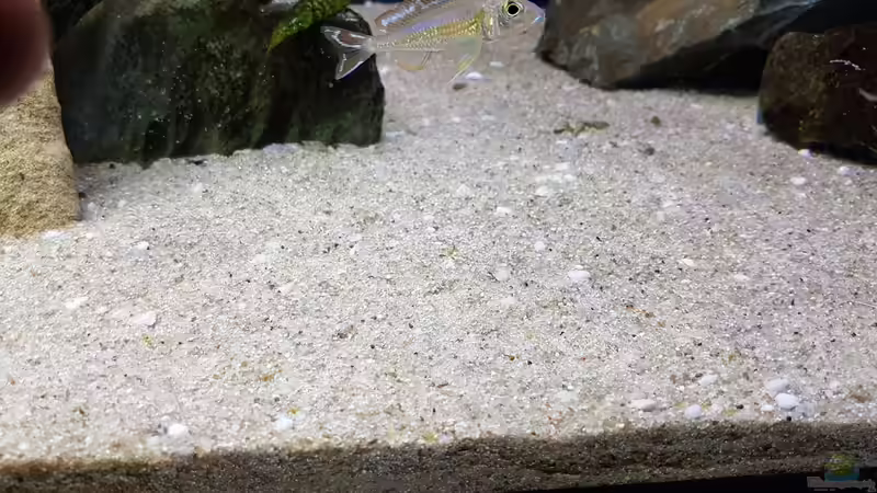 Dekoration im Aquarium Tropheus bulu point von Riftvalley88 (6)