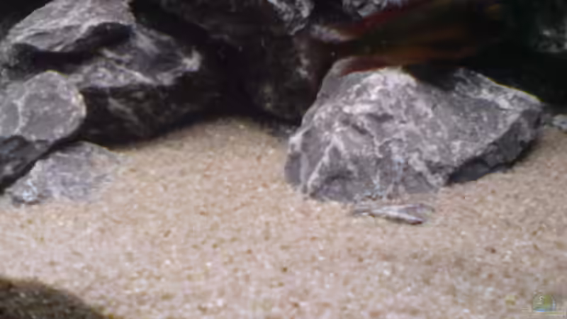 Dekoration im Aquarium Tropheus-Gesellschaft von Bbert (8)