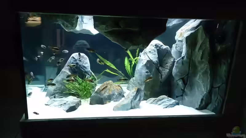 Dekoration im Aquarium Tropheus Pfütze (nur noch als Beispiel) von Warsteiner (11)