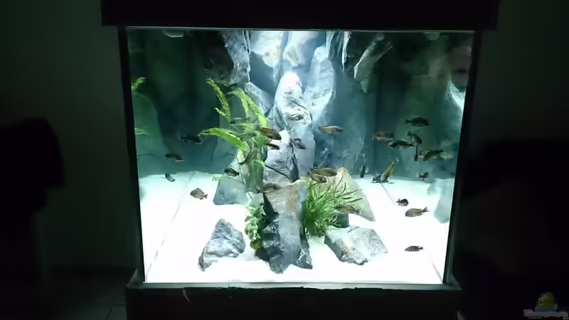 Dekoration im Aquarium Tropheus Pfütze (nur noch als Beispiel) von Warsteiner (12)
