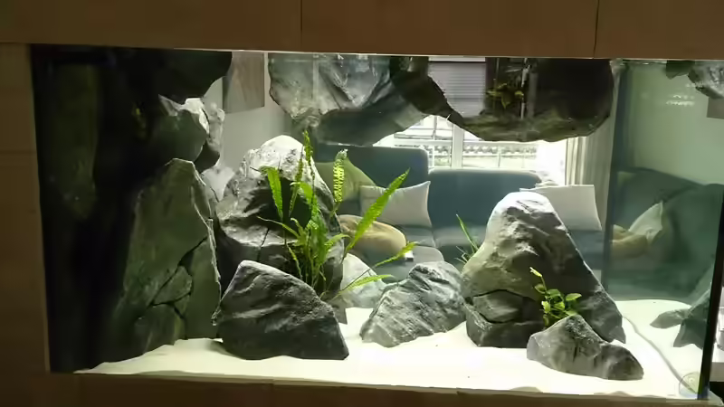 Dekoration im Aquarium Tropheus Pfütze (nur noch als Beispiel) von Warsteiner (14)