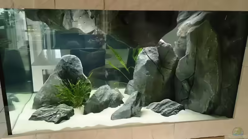 Dekoration im Aquarium Tropheus Pfütze (nur noch als Beispiel) von Warsteiner (15)