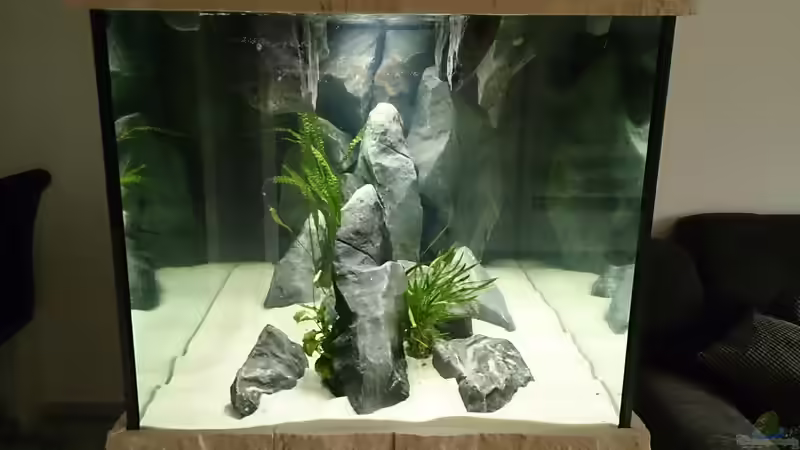 Dekoration im Aquarium Tropheus Pfütze (nur noch als Beispiel) von Warsteiner (16)