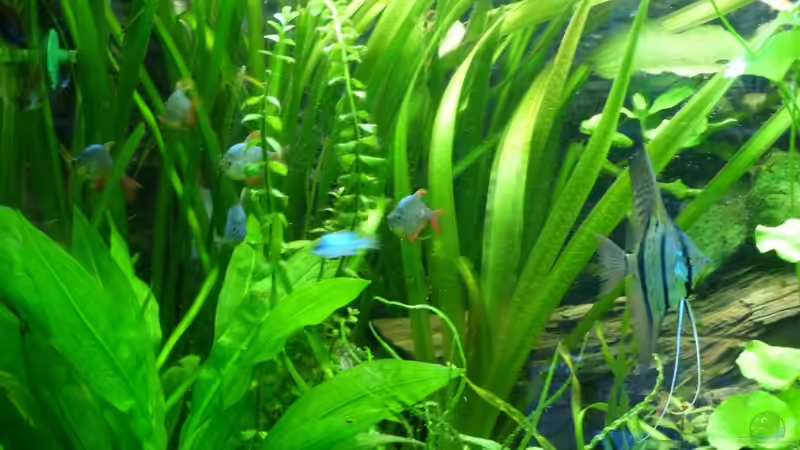 Dekoration im Aquarium Tropic Dream von René L. (14)