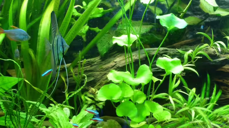 Dekoration im Aquarium Tropic Dream von René L. (15)