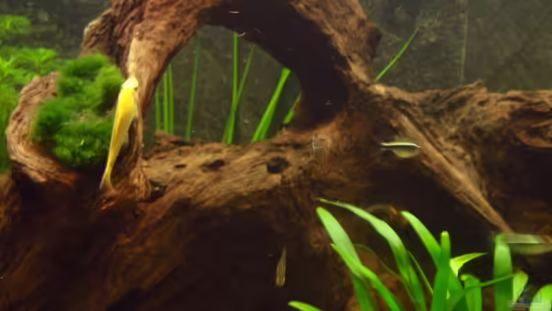 Dekoration im Aquarium Tropic Dream von Thomas Mitter (6)