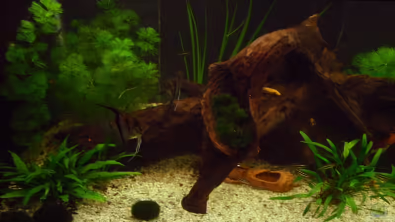 Dekoration im Aquarium Tropic Dream von Thomas Mitter (7)