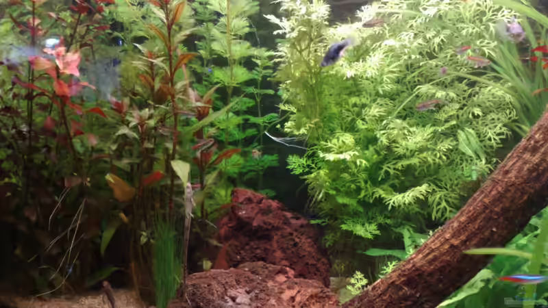 Dekoration im Aquarium Tümpel von Sebastian Philipp (14)