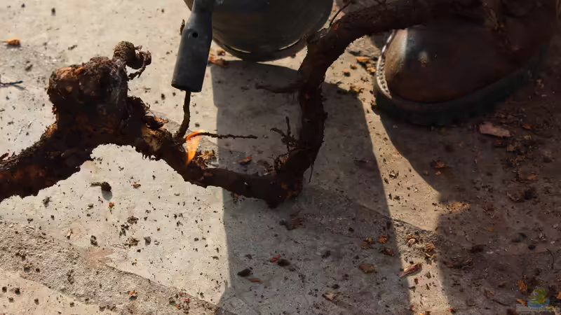 Dekoration im Aquarium Two forests von lomarraco (71)