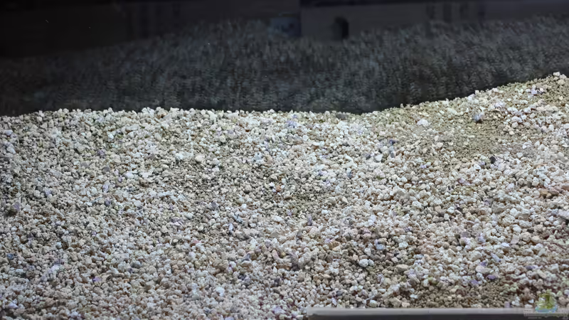 Dekoration im Aquarium Two forests von lomarraco (79)