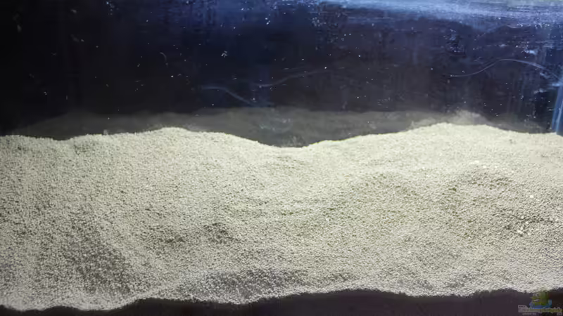 Dekoration im Aquarium Two forests von lomarraco (80)