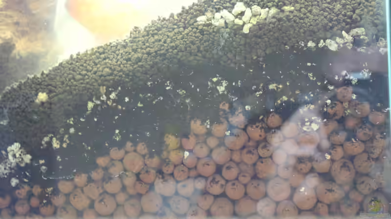 Dekoration im Aquarium Two forests von lomarraco (81)