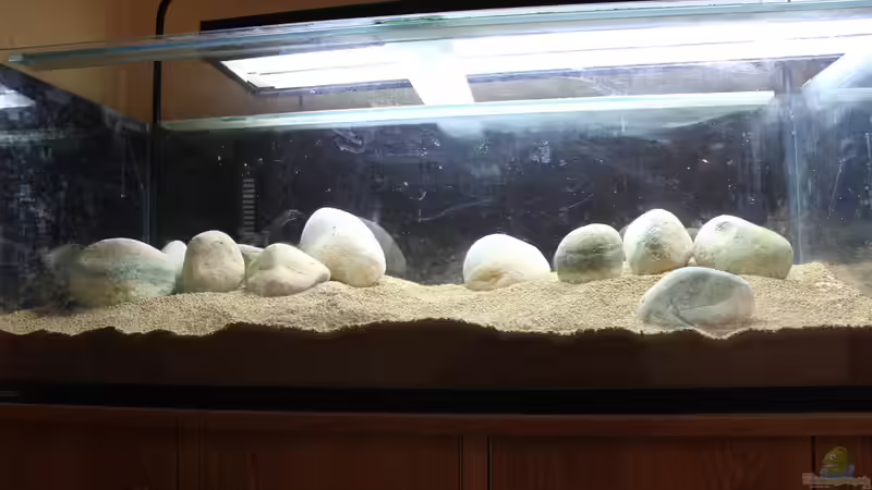 Dekoration im Aquarium Two forests von lomarraco (82)