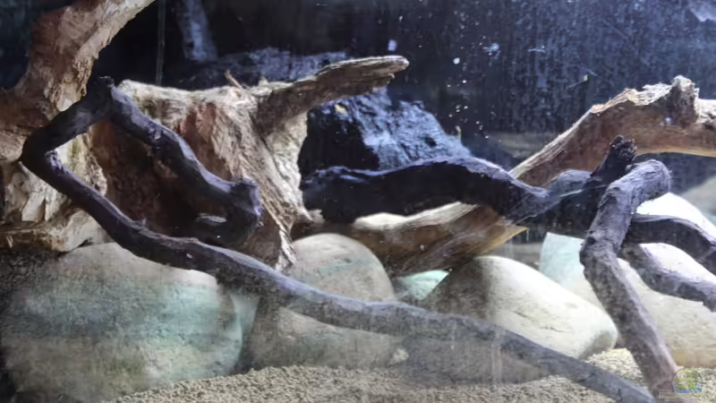 Dekoration im Aquarium Two forests von lomarraco (83)